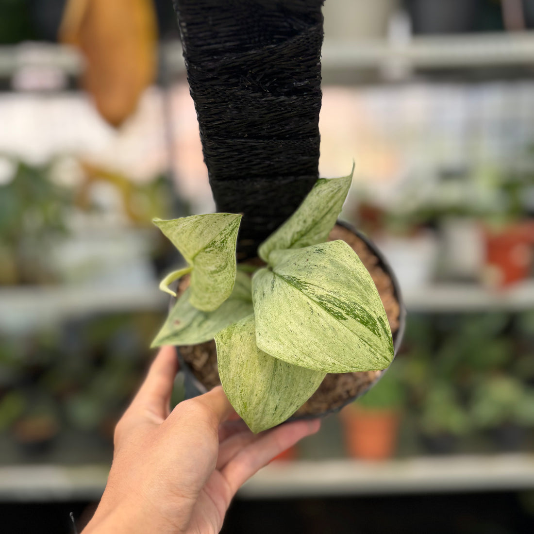 RP7-3 Scindapsus White Mint