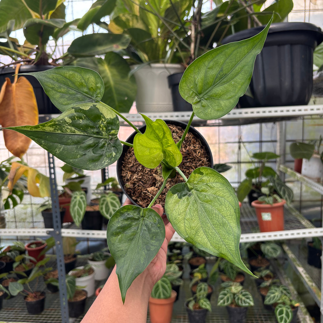 RP8-3 Alocasia Cuculata Variegated