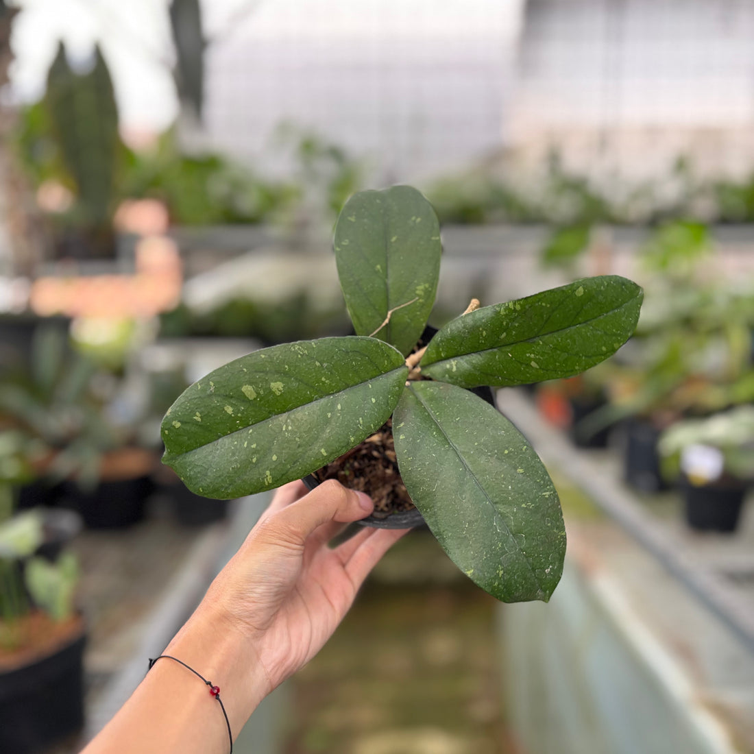 Hoya Forbesii (Realpict 28-10)