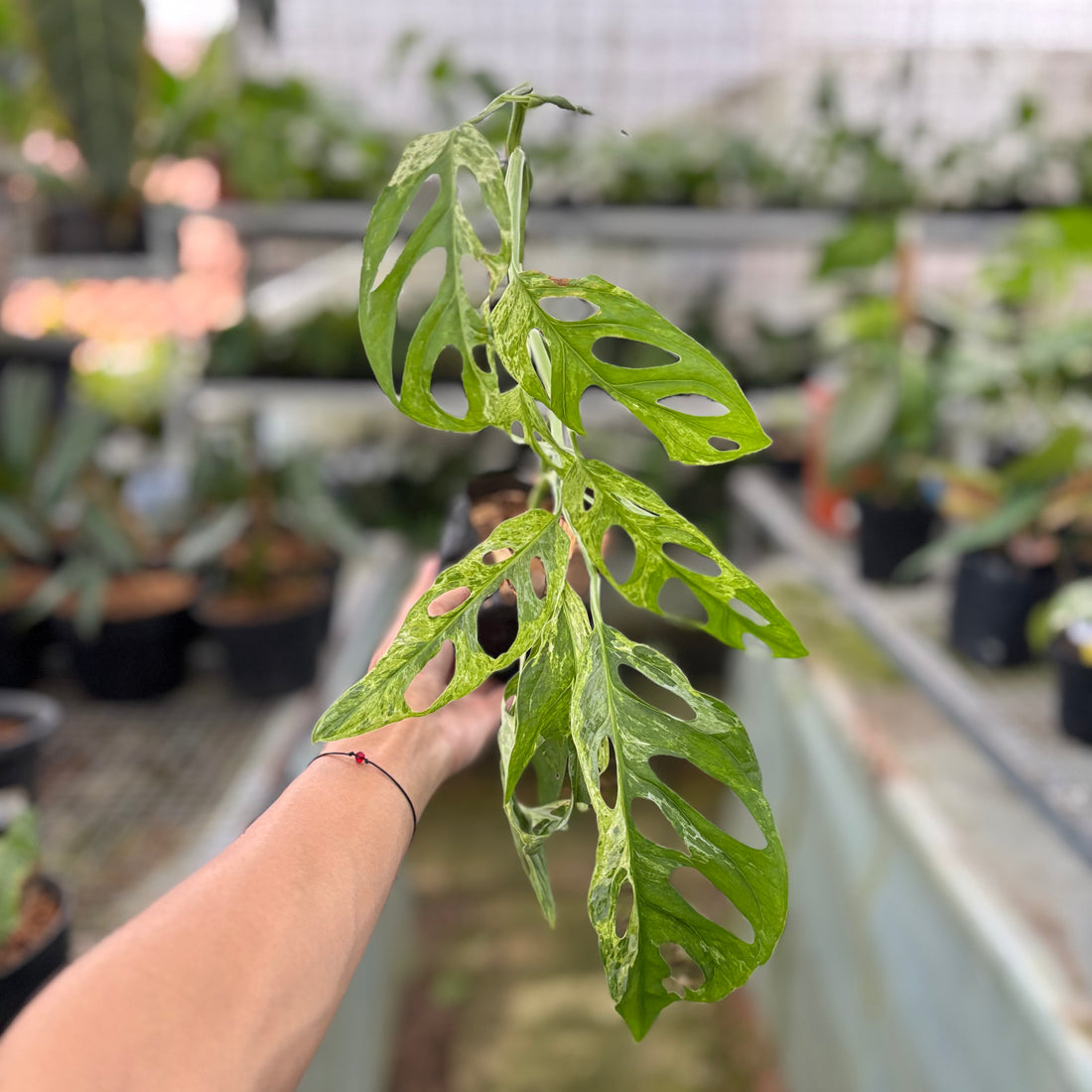 Monstera Adansonii Variegated Indo (Realpict 29-10)