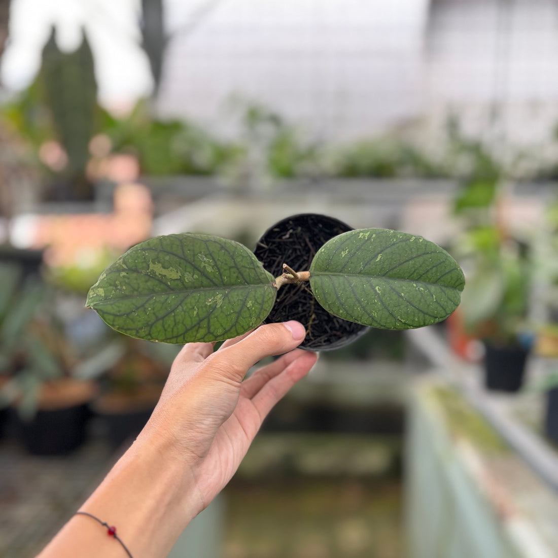 Hoya Meredhitii Round Leaf (Realpict 30-10)