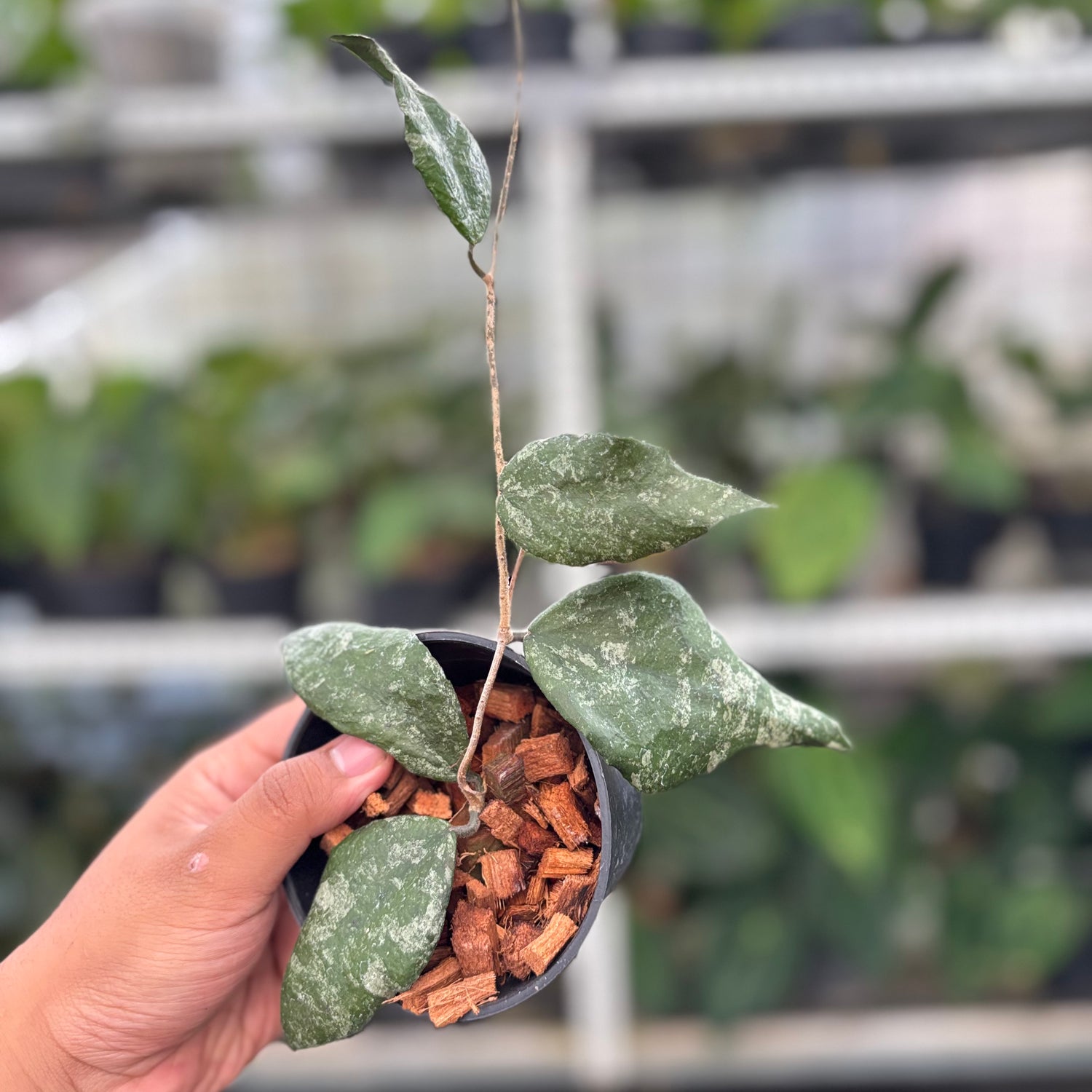 Hoya Caudata Splash (Realpict 32-10)