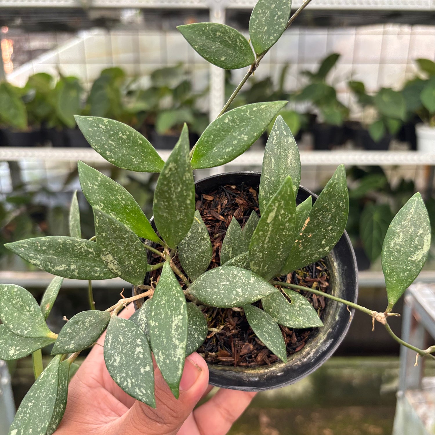 Hoya SP Cianjur Splash (Realpict 33-10)