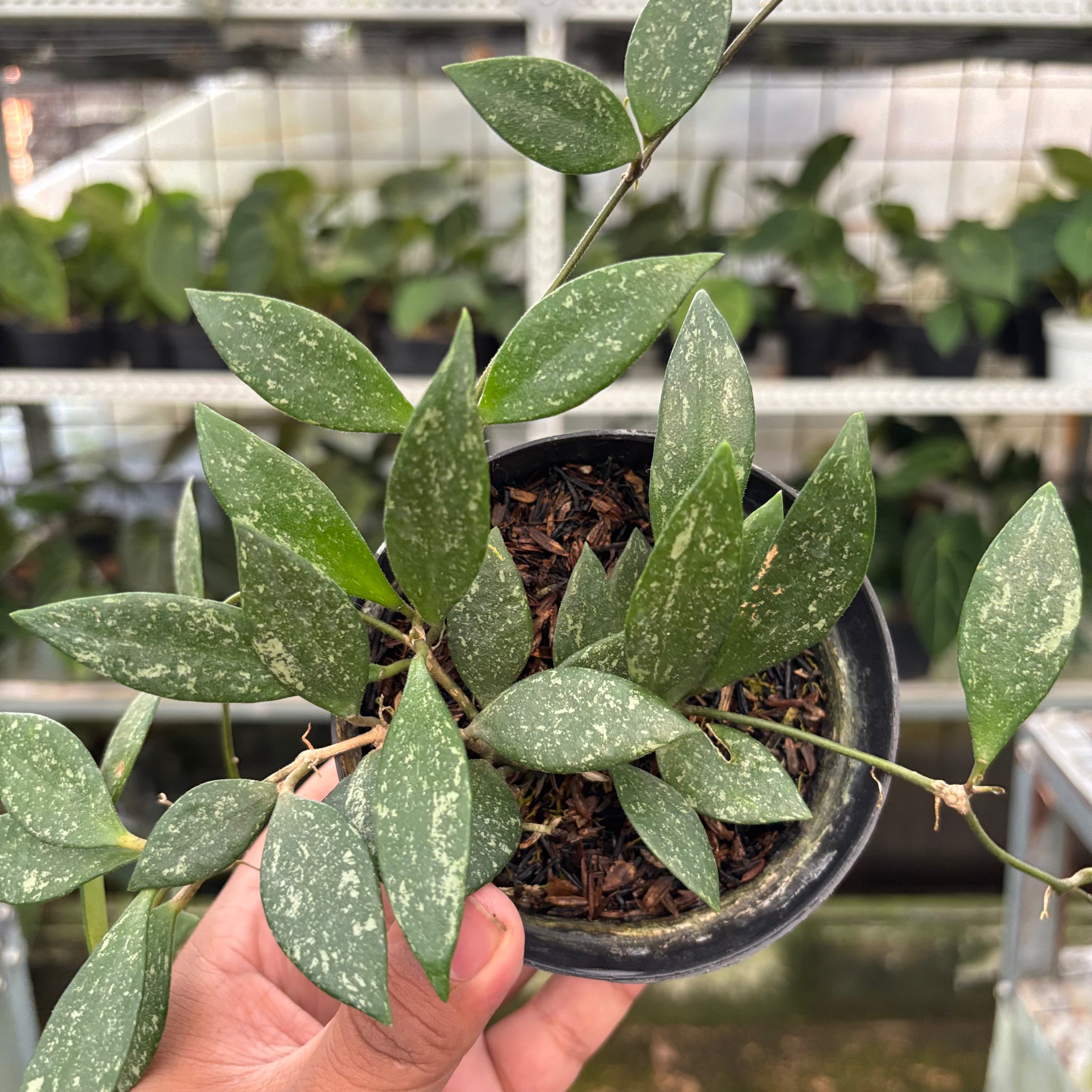 Hoya SP Cianjur Splash (Realpict 33-10)