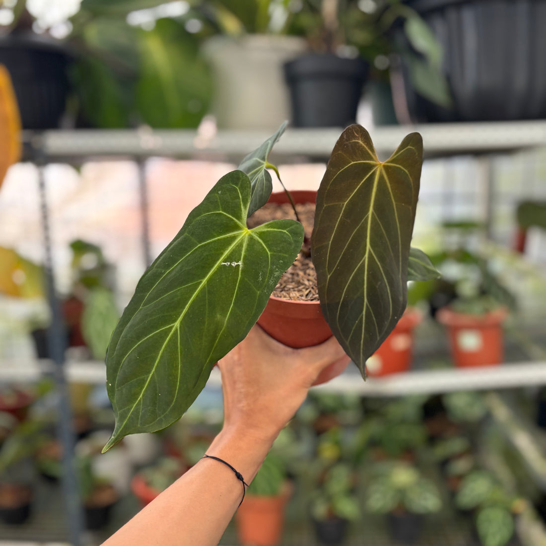 RP13-3 Anthurium Papillilaminum xone