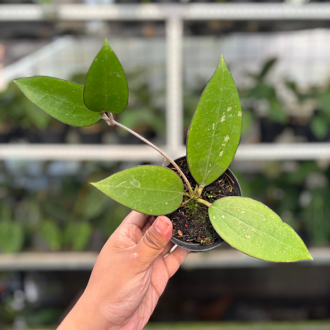 Hoya Cinnamomifolia (Realpict 34-10)