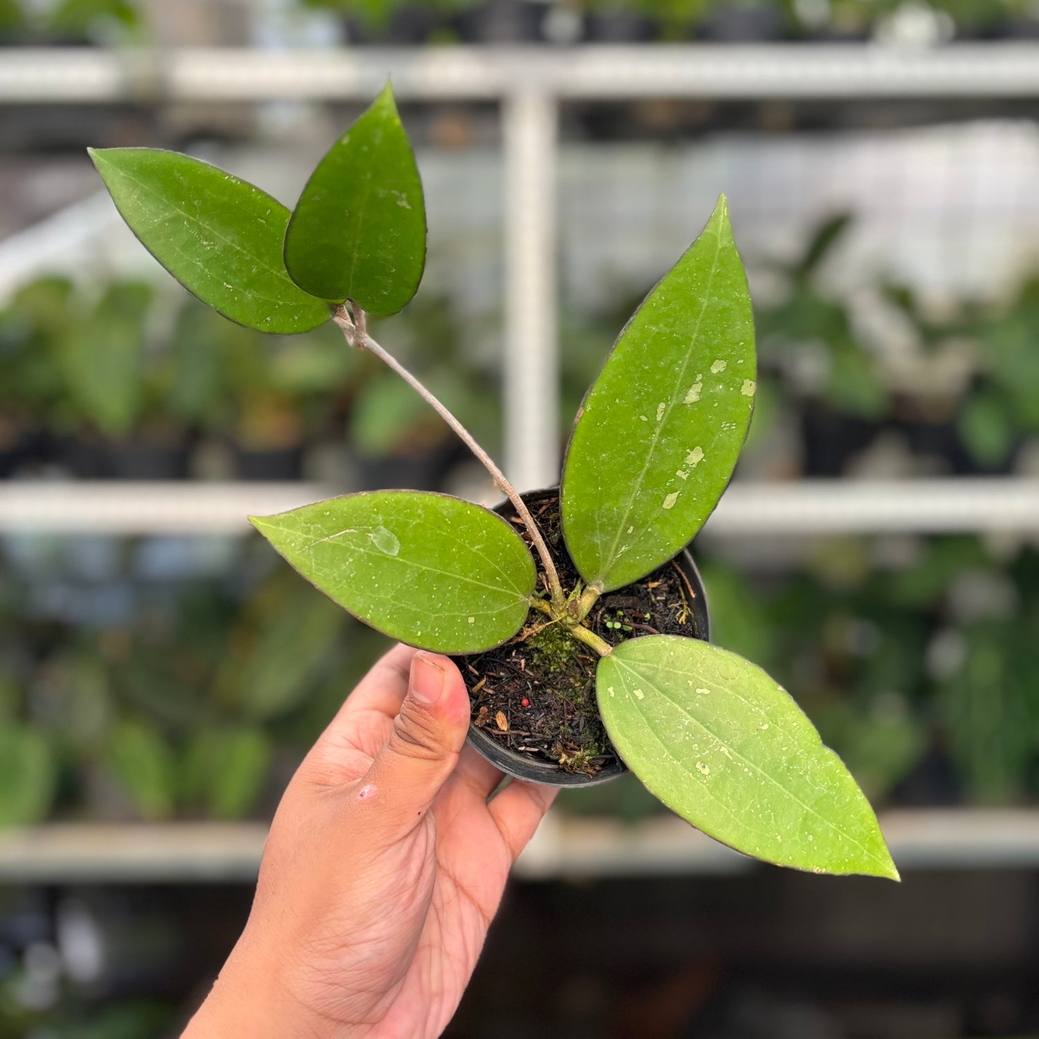 Hoya Cinnamomifolia (Realpict 34-10)