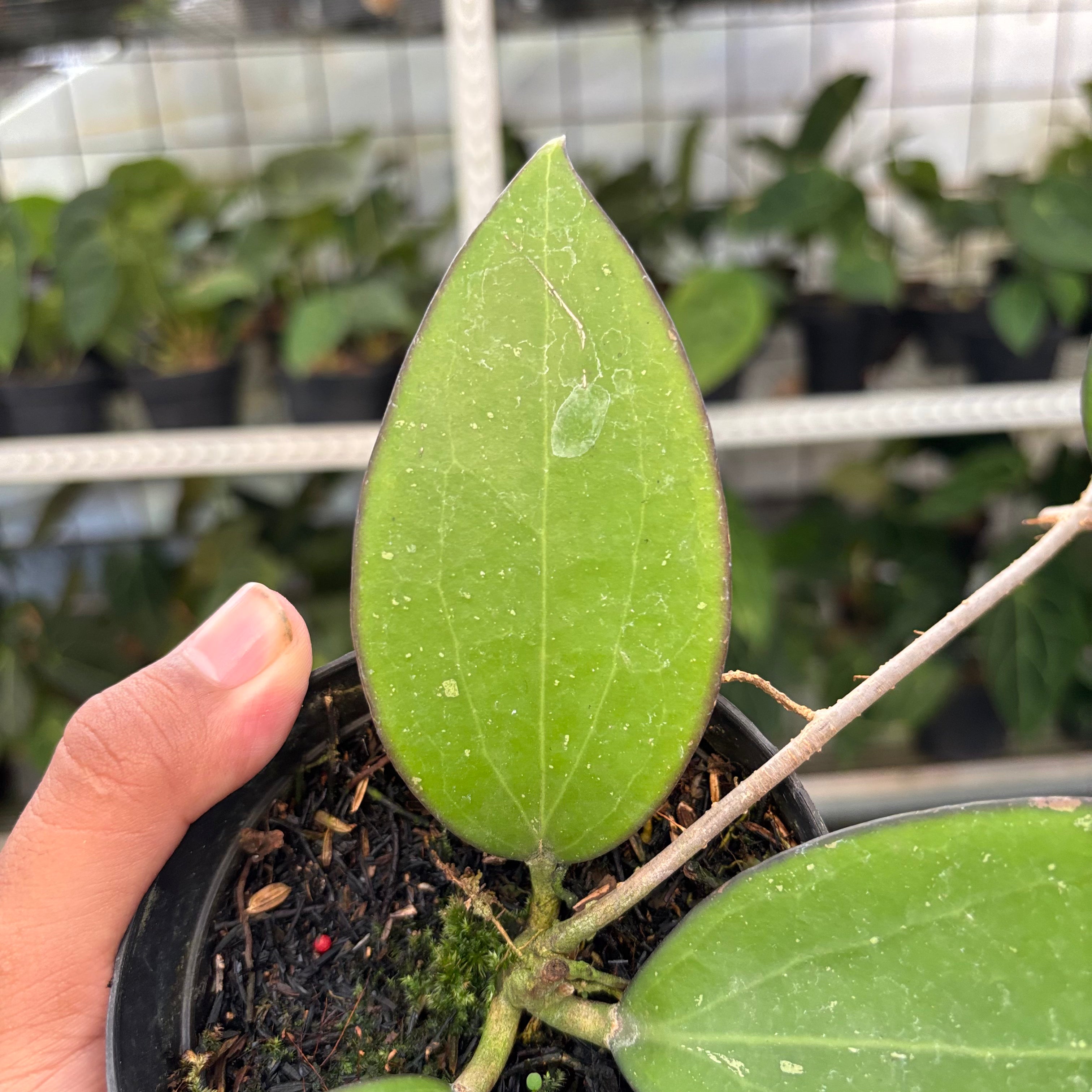 Hoya Cinnamomifolia (Realpict 34-10)