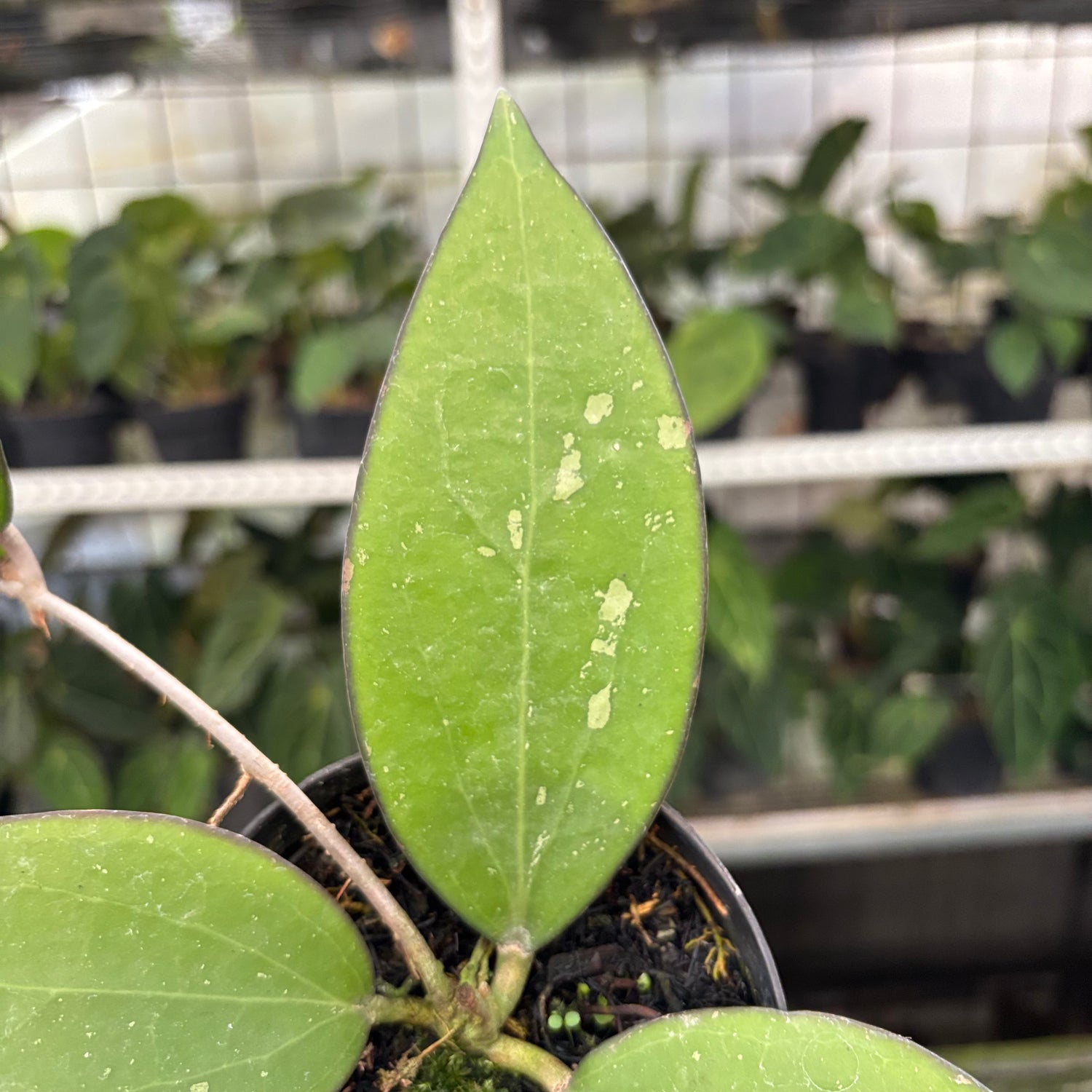 Hoya Cinnamomifolia (Realpict 34-10)