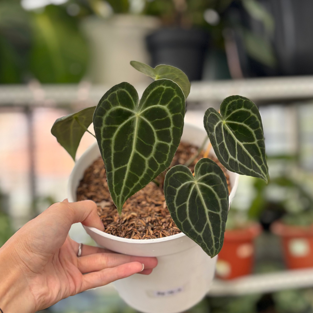 RP14-3 Anthurium Clarinervium Hybrid