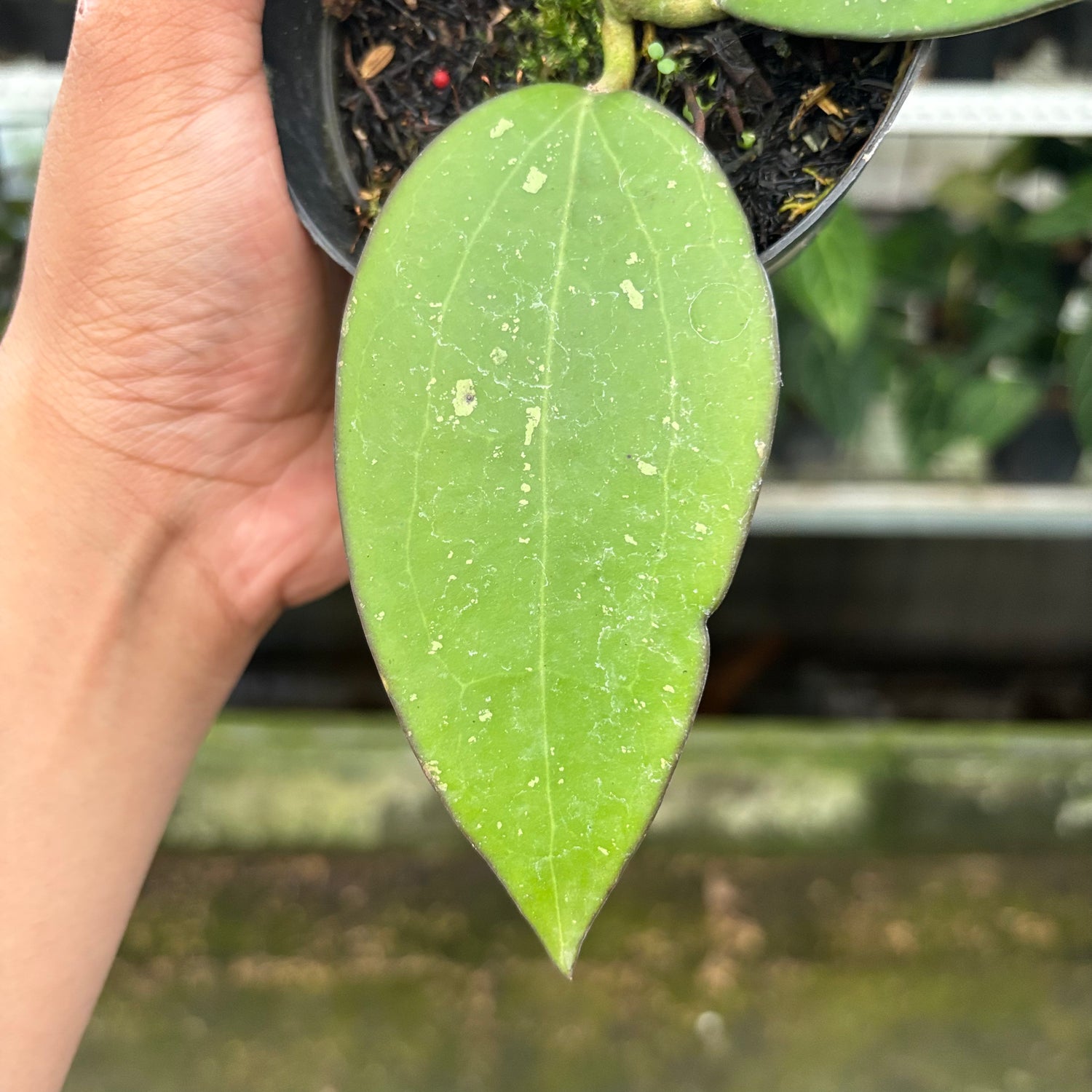 Hoya Cinnamomifolia (Realpict 34-10)