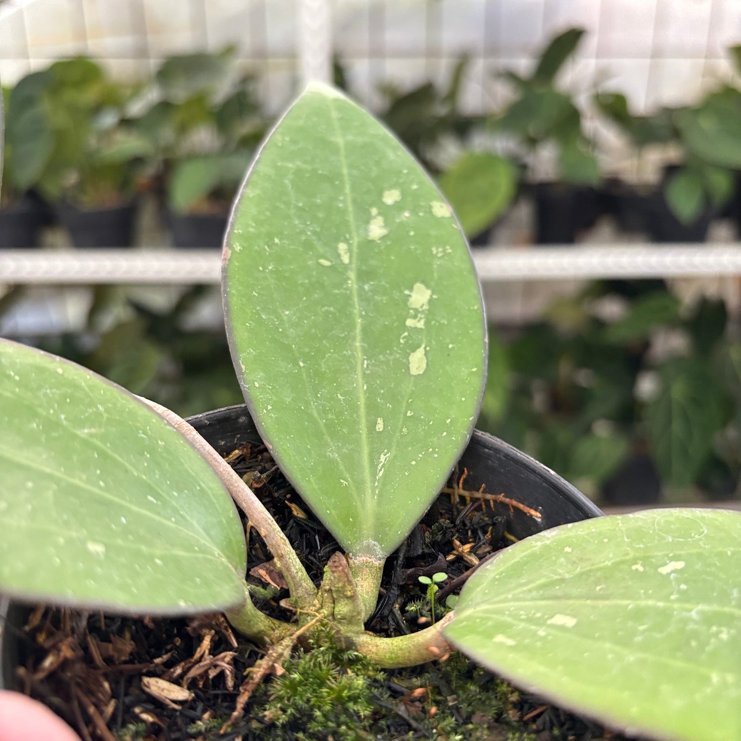 Hoya Cinnamomifolia (Realpict 34-10)