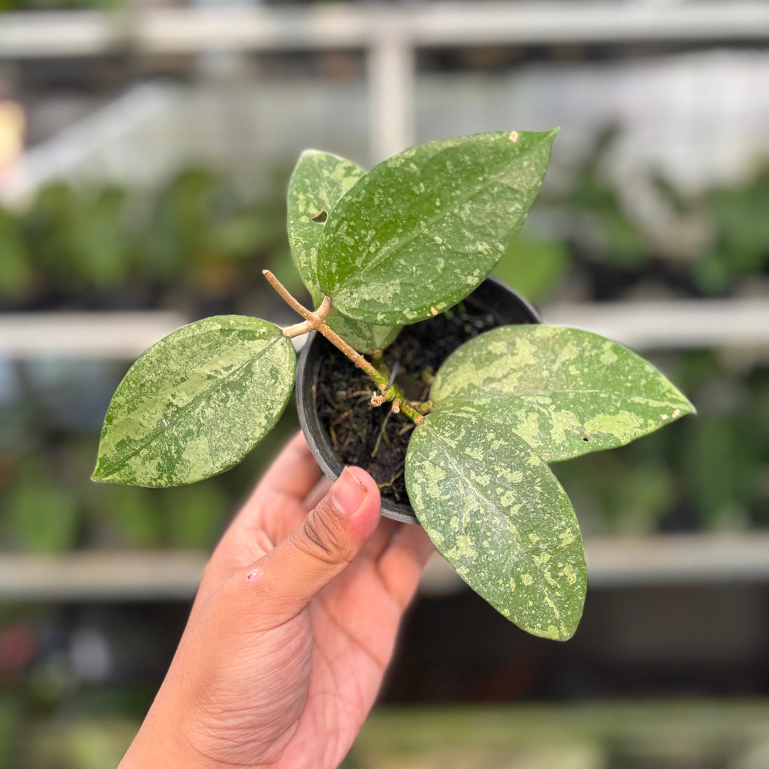 Hoya Verticillata KSB-04 (Realpict 35-10)