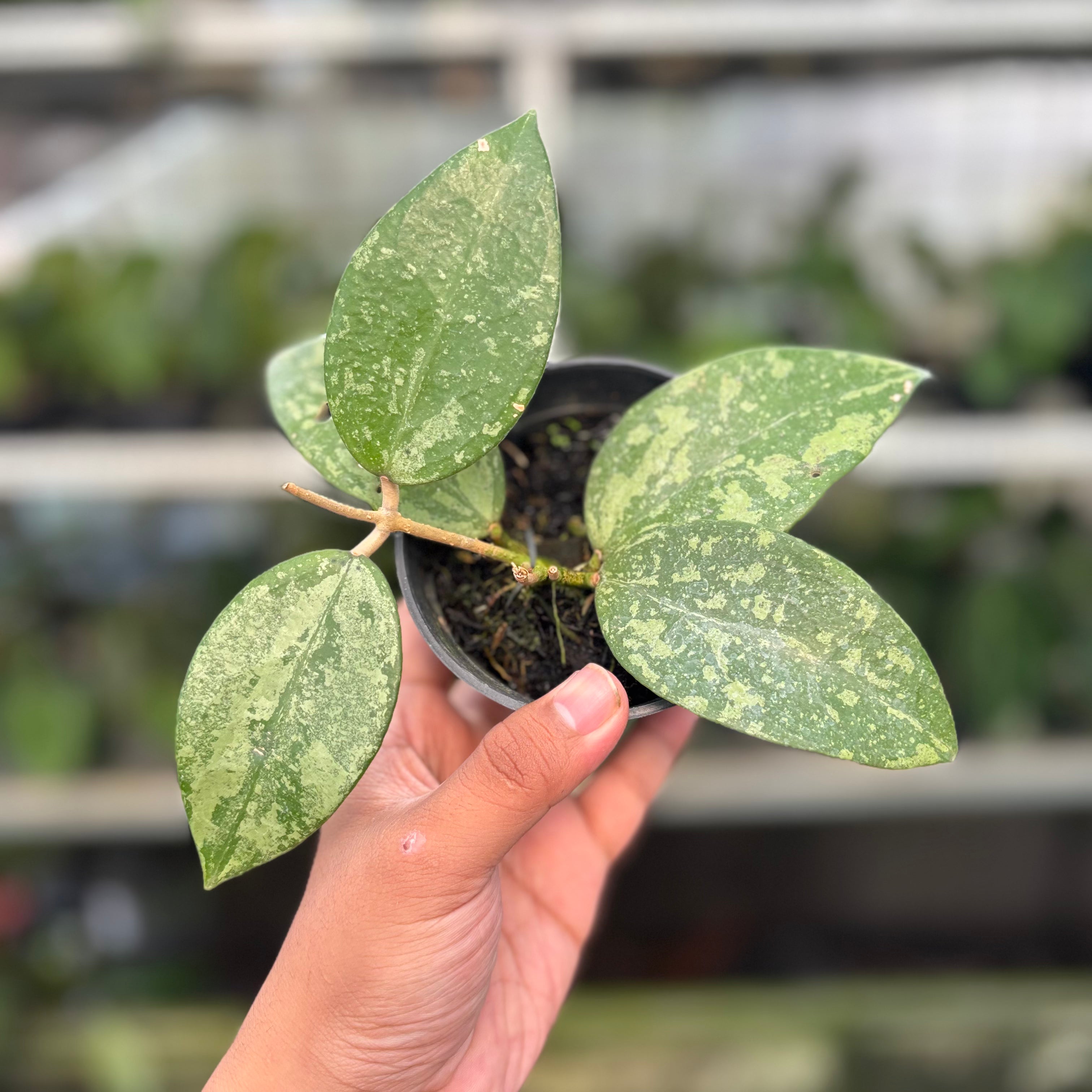 Hoya Verticillata KSB-04 (Realpict 35-10)