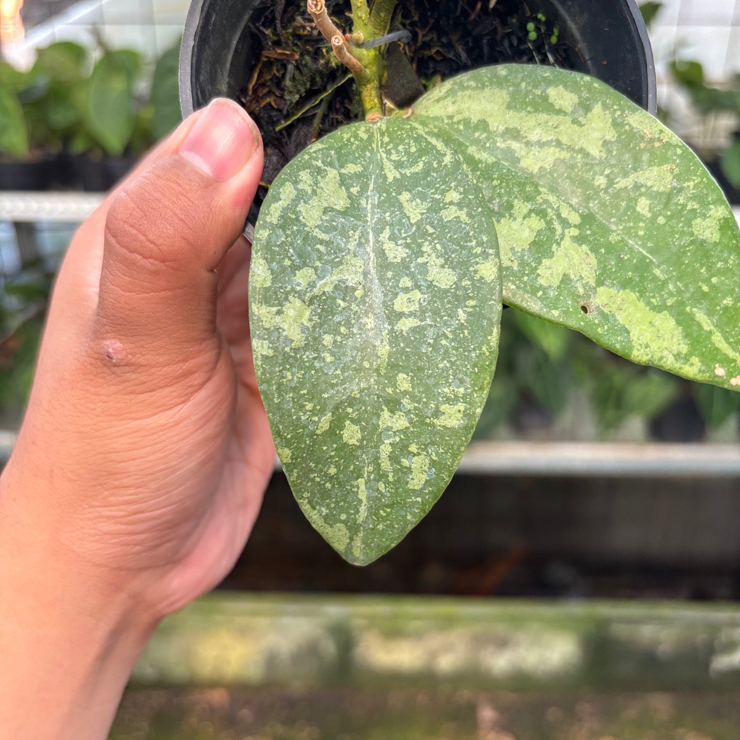Hoya Verticillata KSB-04 (Realpict 35-10)