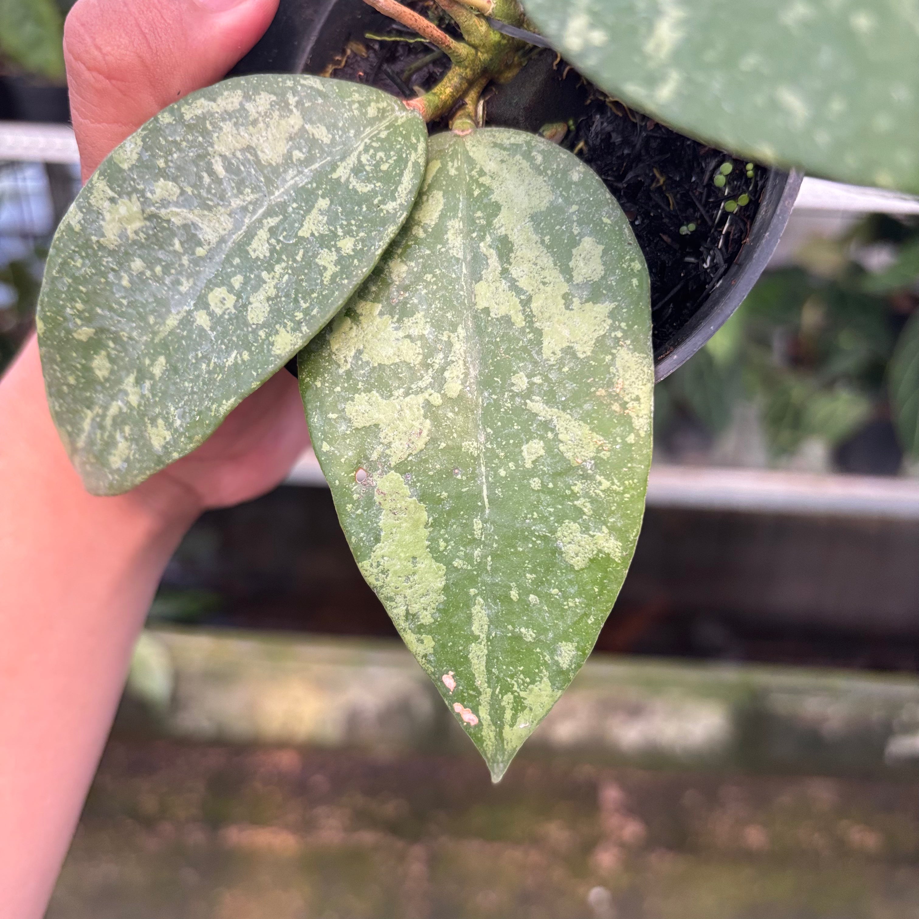 Hoya Verticillata KSB-04 (Realpict 35-10)