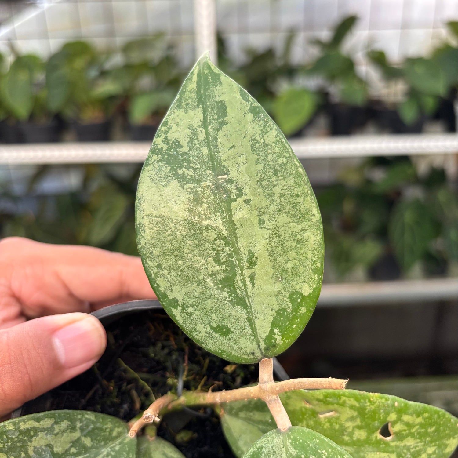 Hoya Verticillata KSB-04 (Realpict 35-10)