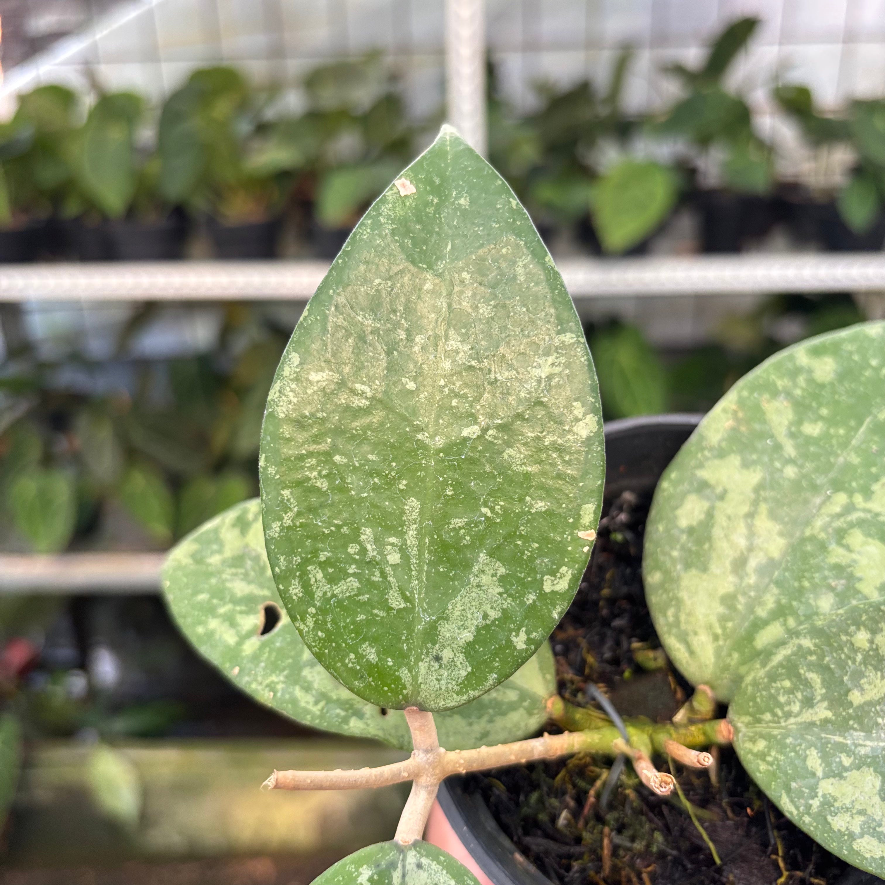 Hoya Verticillata KSB-04 (Realpict 35-10)