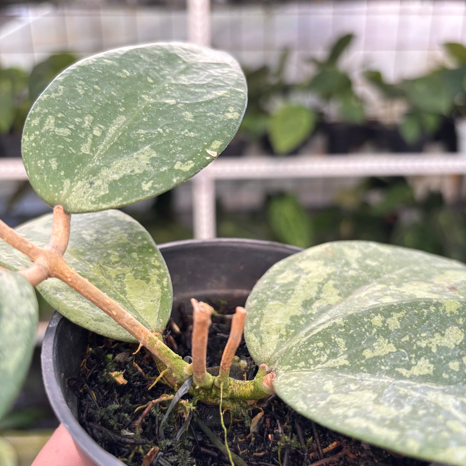 Hoya Verticillata KSB-04 (Realpict 35-10)
