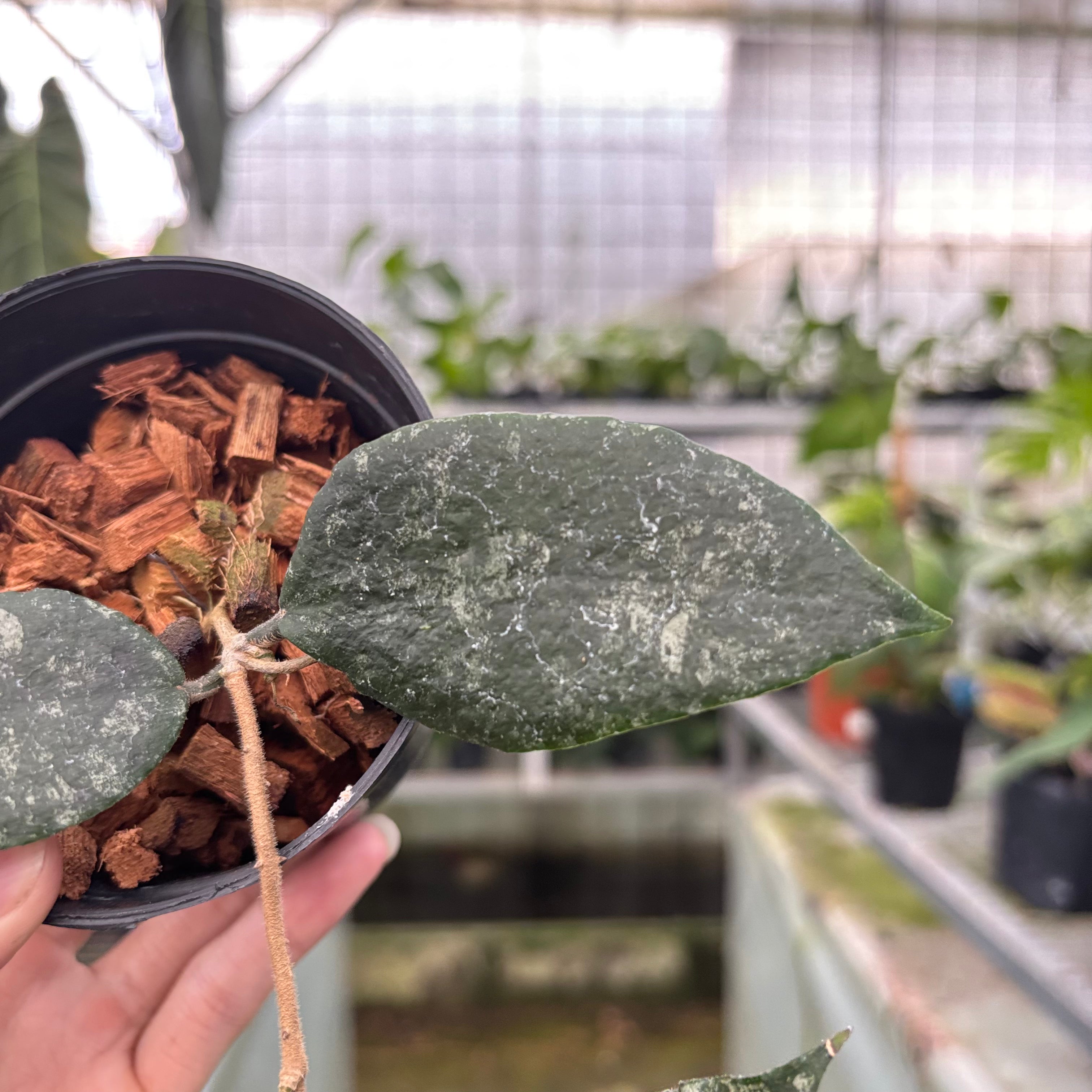Hoya Caudata Splash (Realpict 36-10)