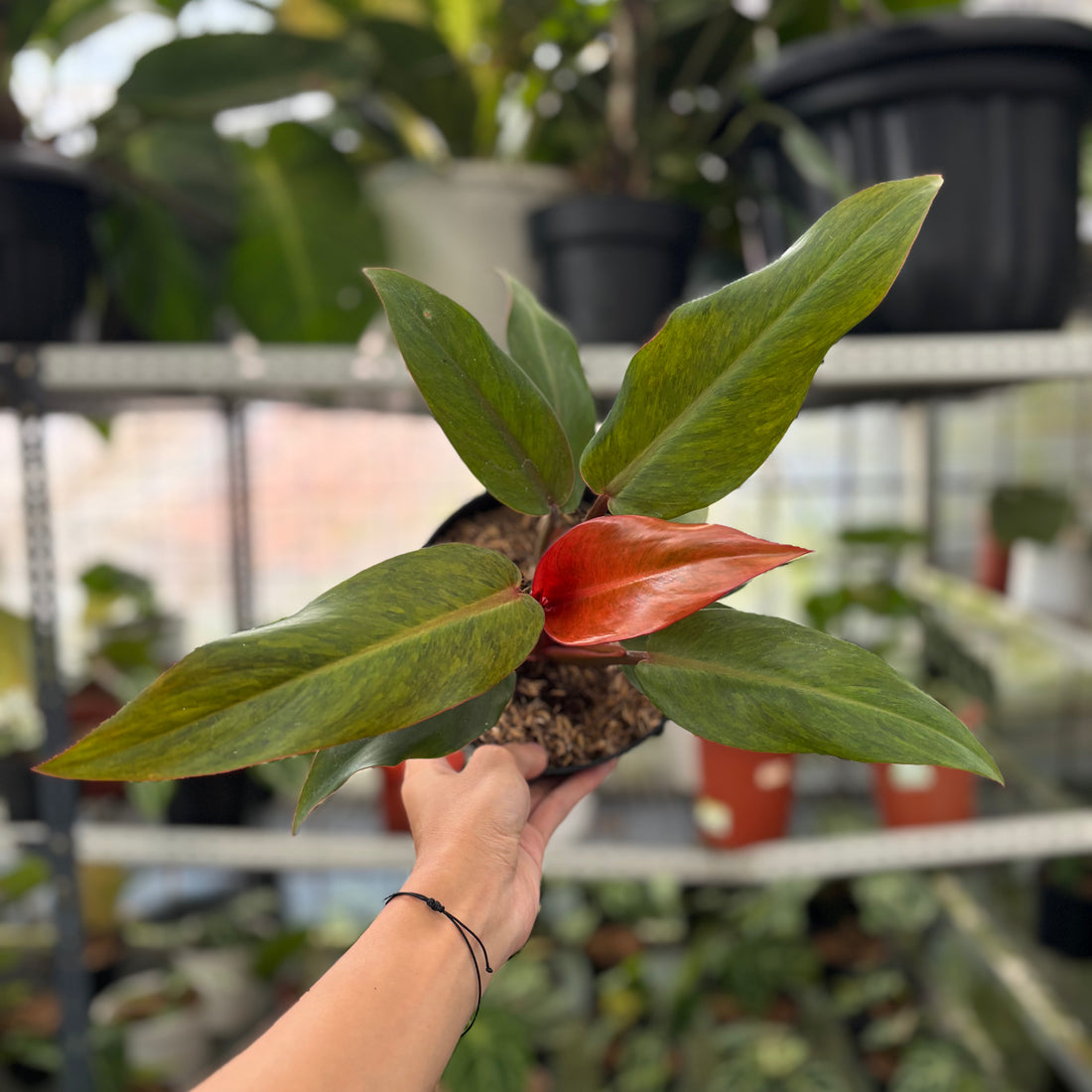 RP16-3 Philodendron Orange Marmalade