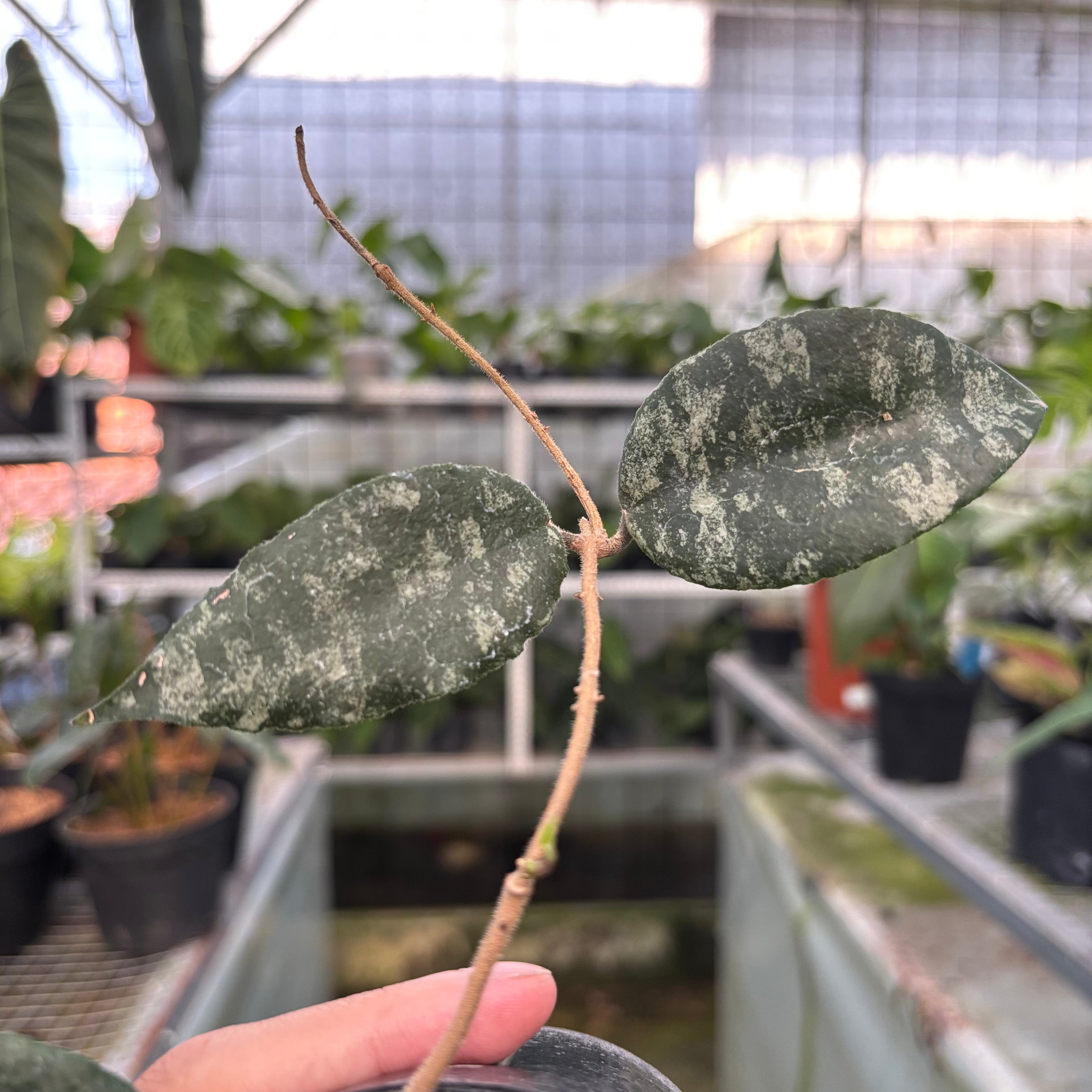 Hoya Caudata Splash (Realpict 36-10)