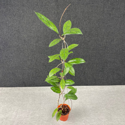 RP41-9 Hoya Finlaysonii Borneo