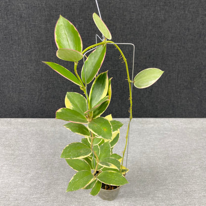 RP42-9 Hoya SP Para Albomarginata
