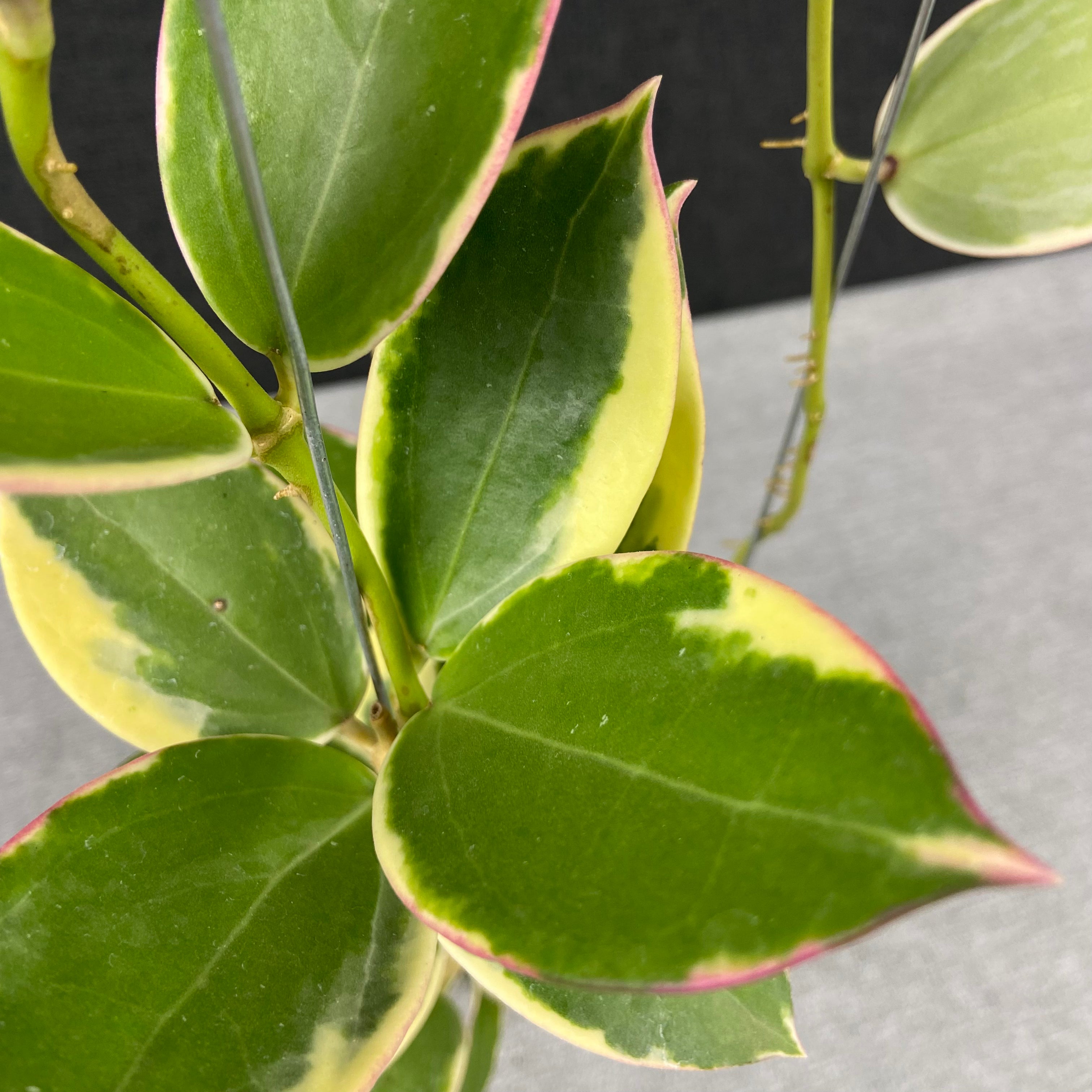 RP42-9 Hoya SP Para Albomarginata