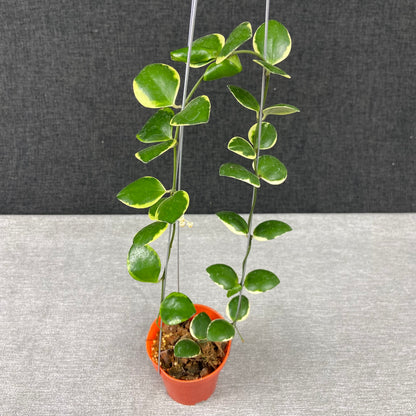 RP43-9 Hoya Incurvula Palta