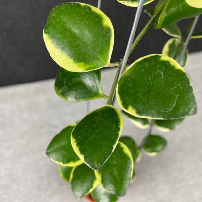 RP43-9 Hoya Incurvula Palta