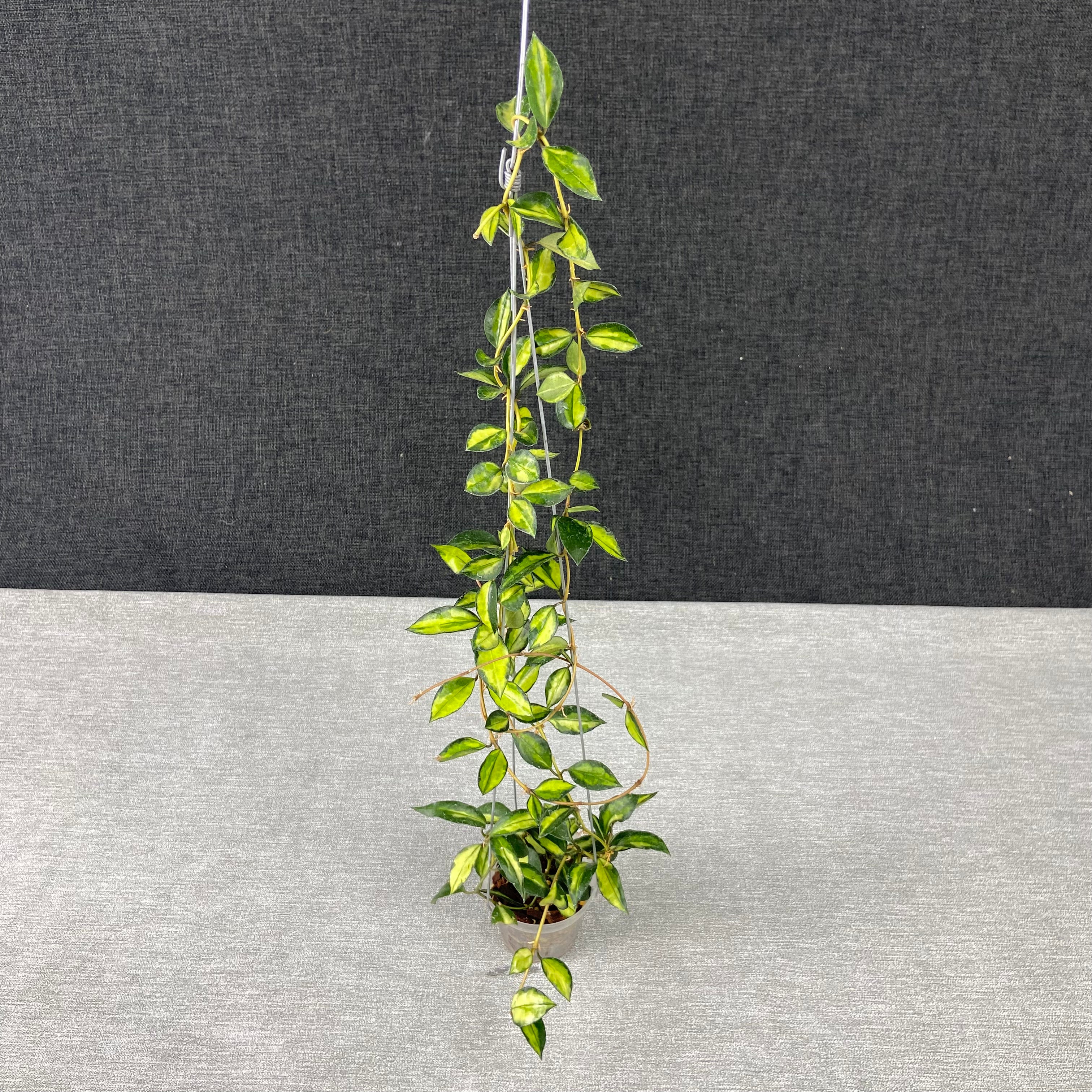 RP44-9 Hoya Lacunosa Lumina Reverse