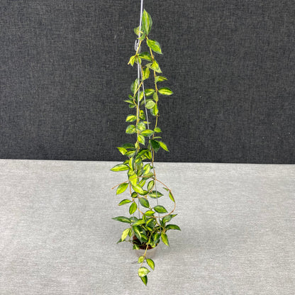 RP44-9 Hoya Lacunosa Lumina Reverse