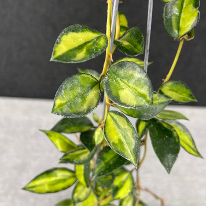 RP44-9 Hoya Lacunosa Lumina Reverse