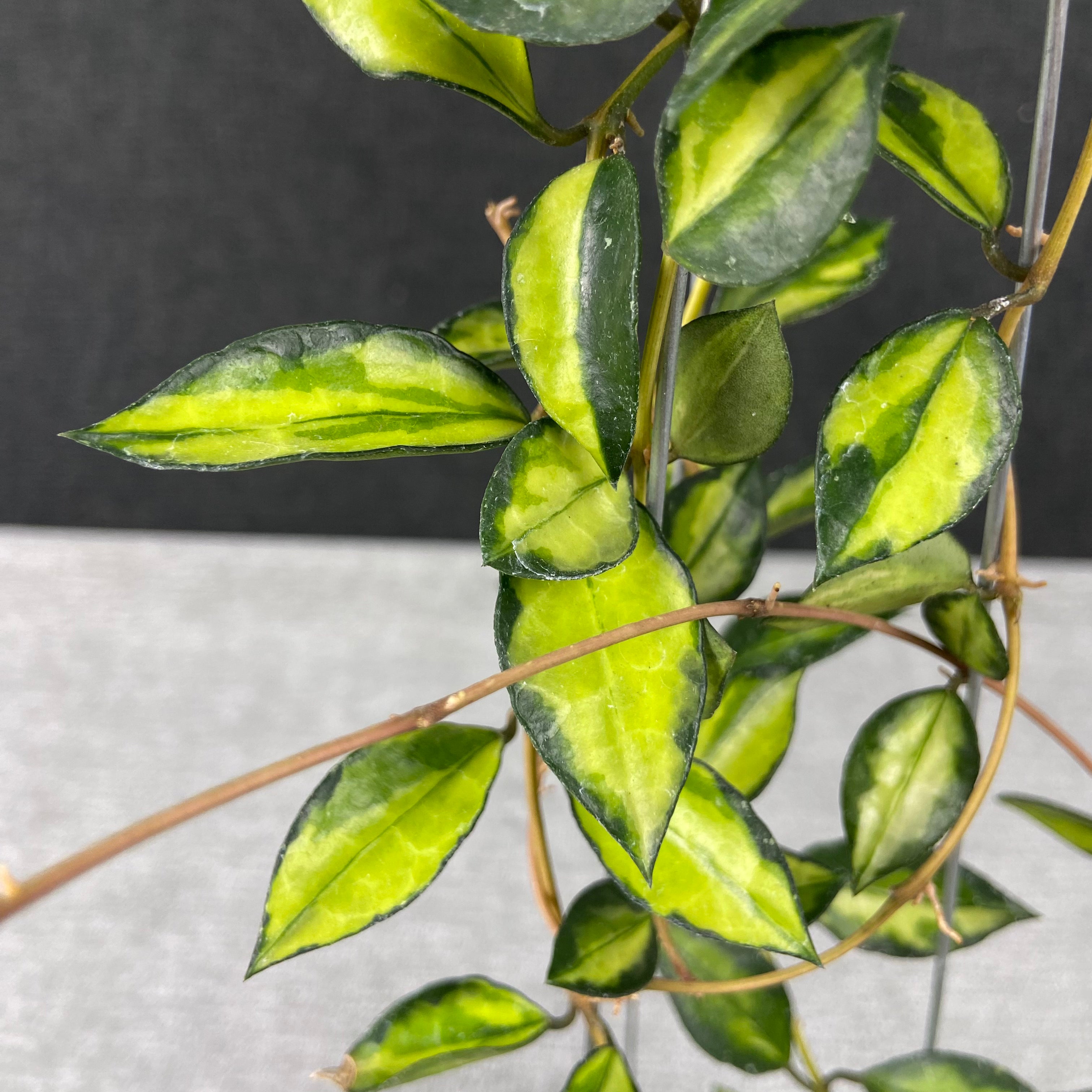 RP44-9 Hoya Lacunosa Lumina Reverse