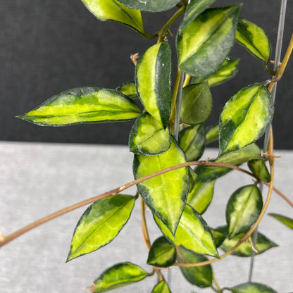 RP44-9 Hoya Lacunosa Lumina Reverse