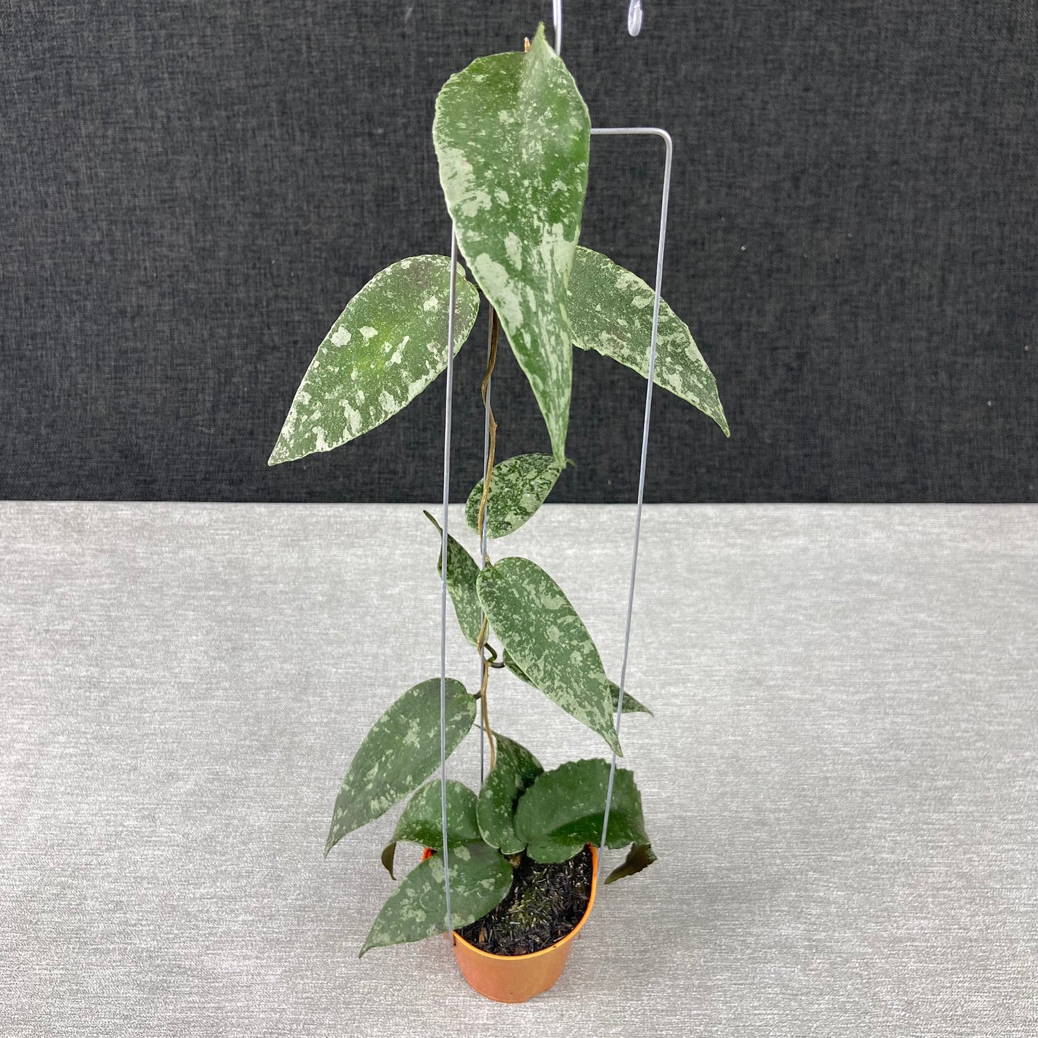 RP46-9 Hoya Flagellata