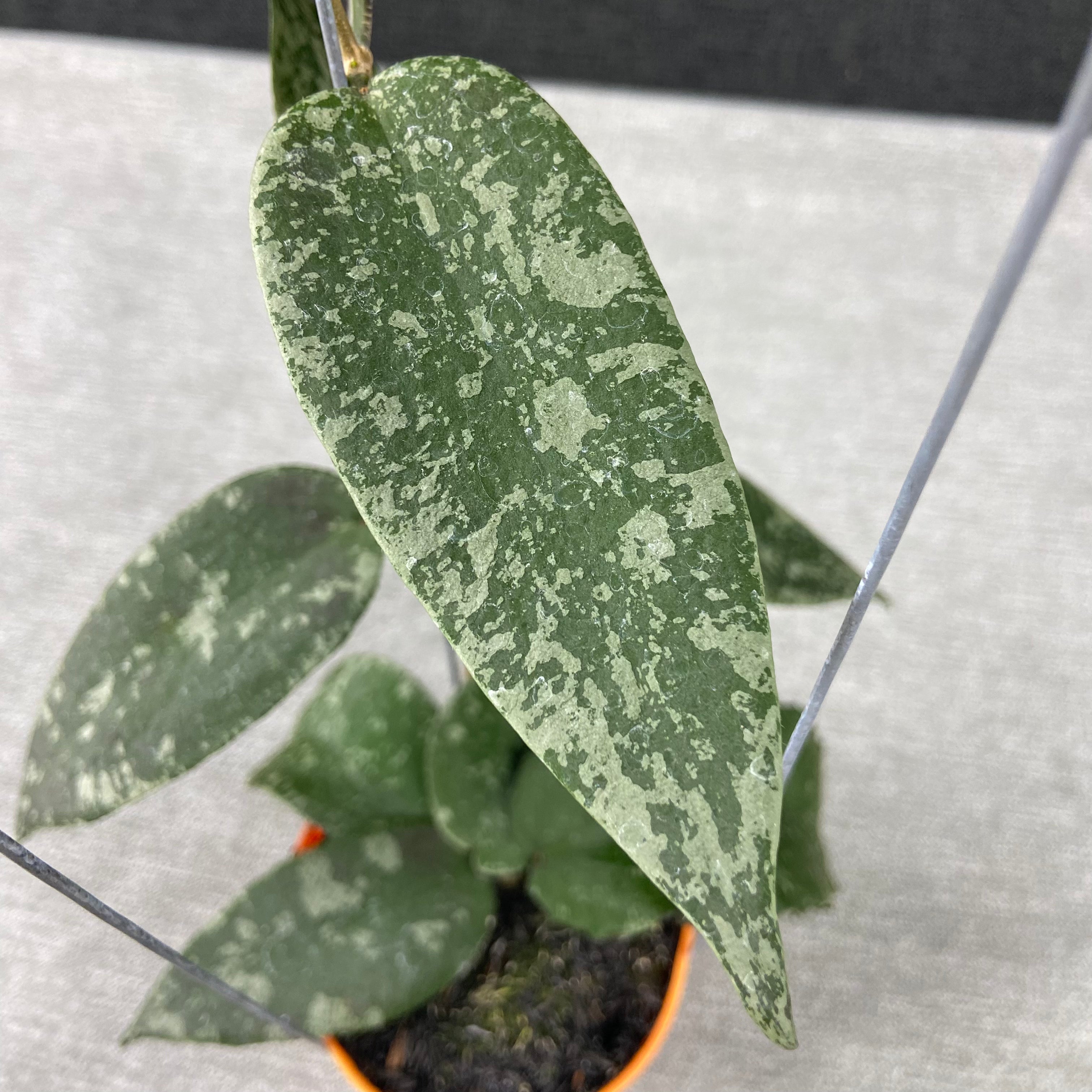 RP46-9 Hoya Flagellata