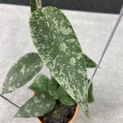RP46-9 Hoya Flagellata