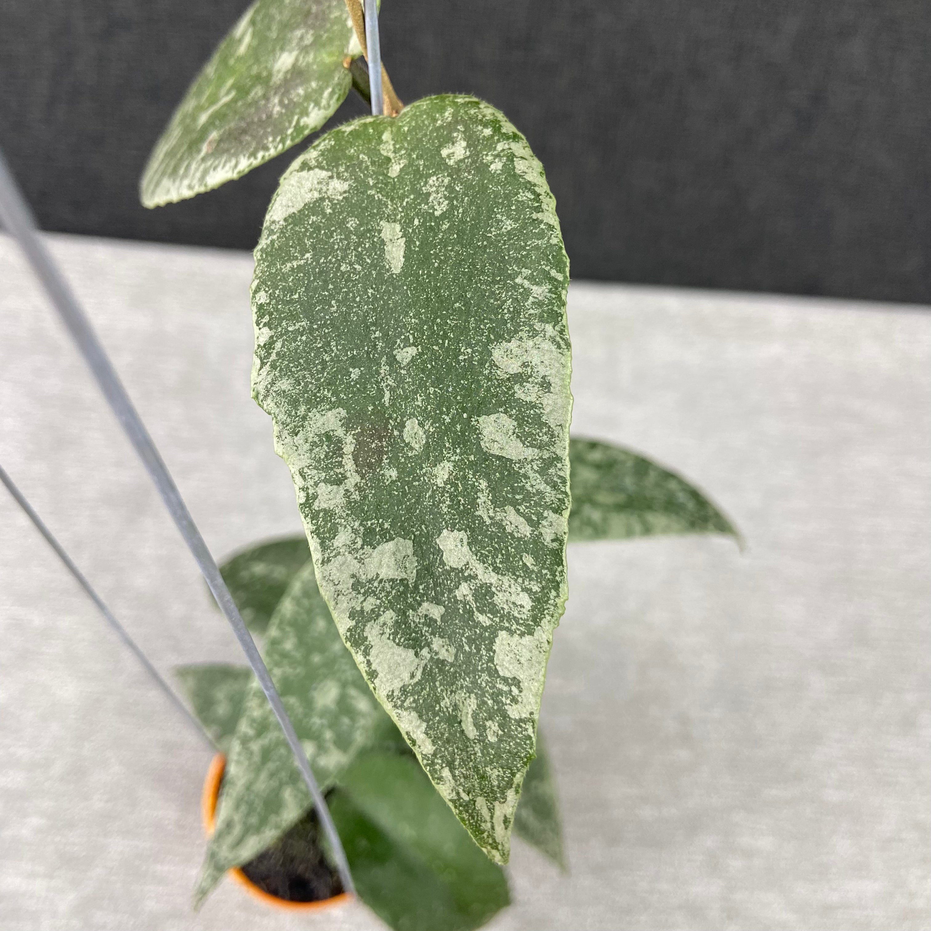 RP46-9 Hoya Flagellata