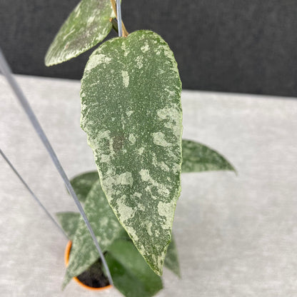 RP46-9 Hoya Flagellata