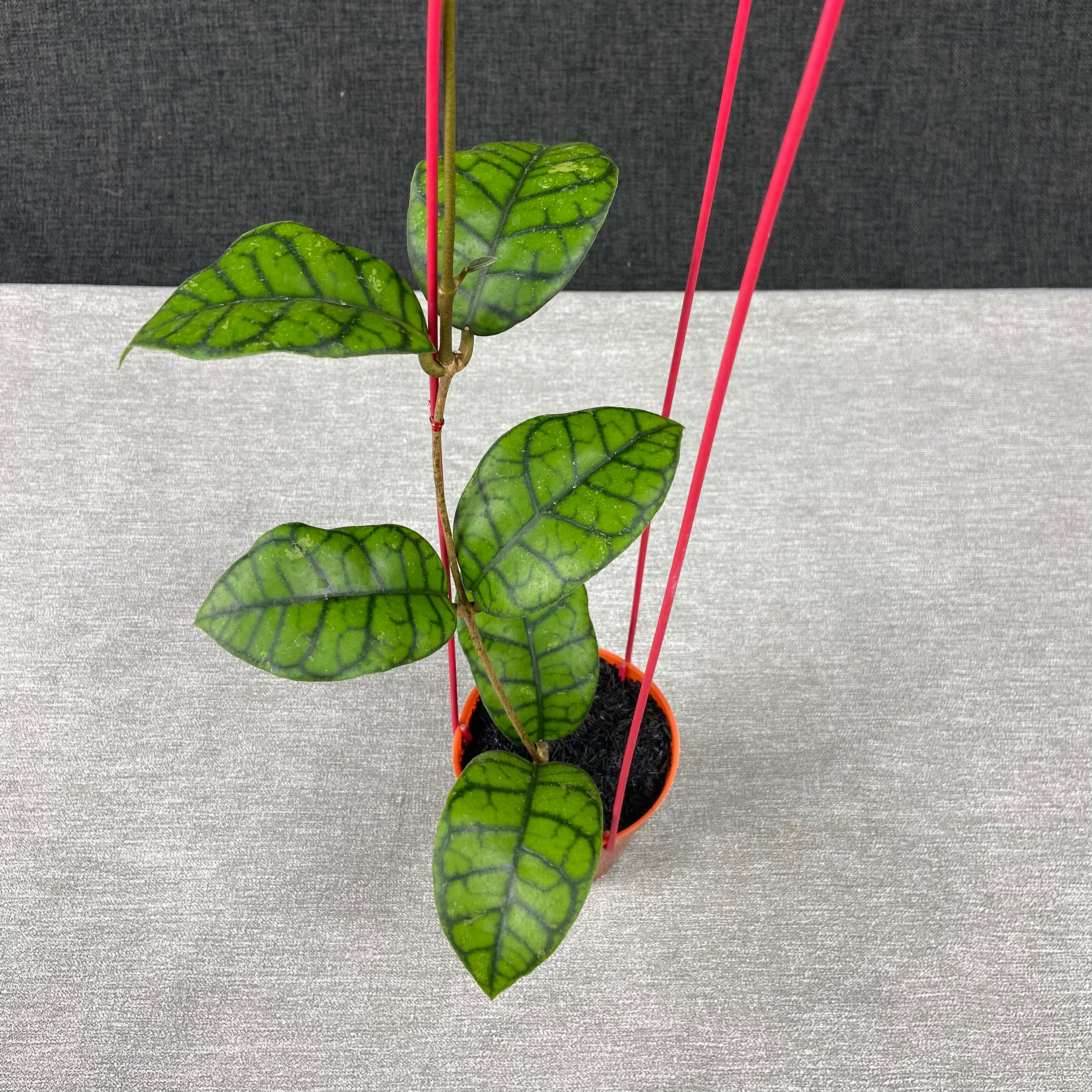 RP47-9 Hoya Callistophylla Obsidian