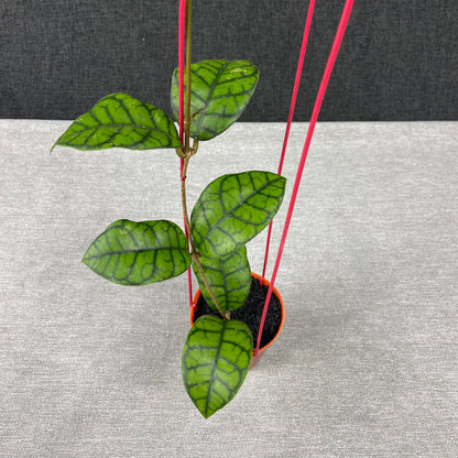 RP47-9 Hoya Callistophylla Obsidian