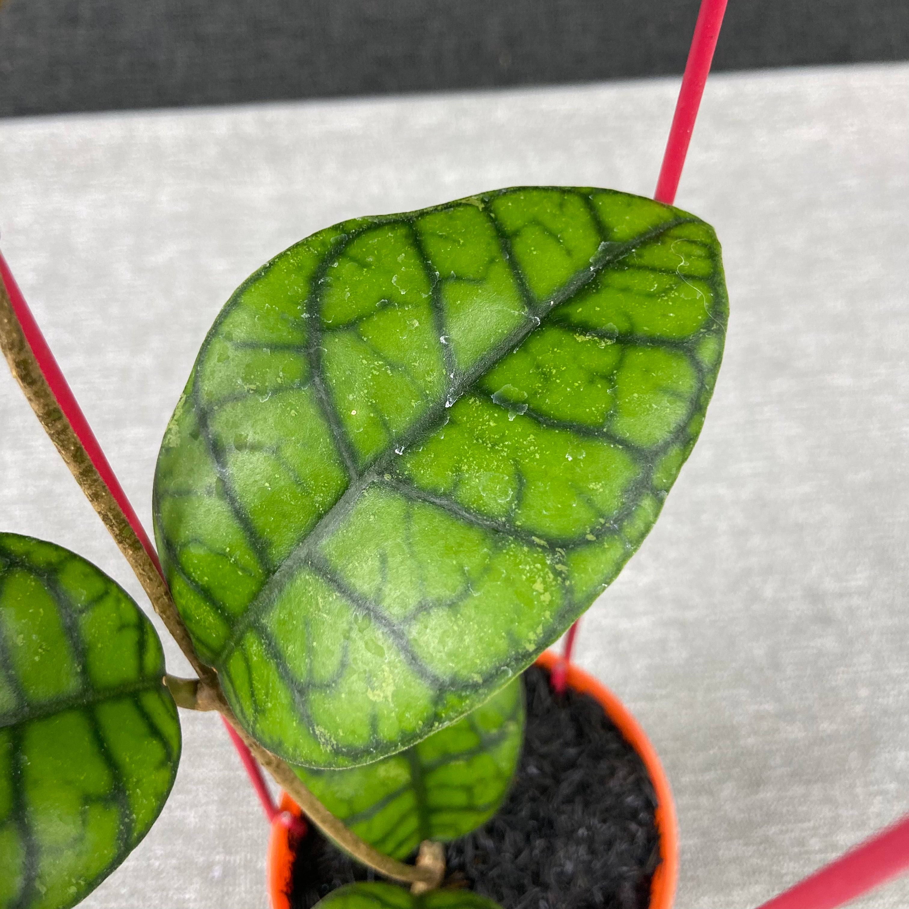 RP47-9 Hoya Callistophylla Obsidian