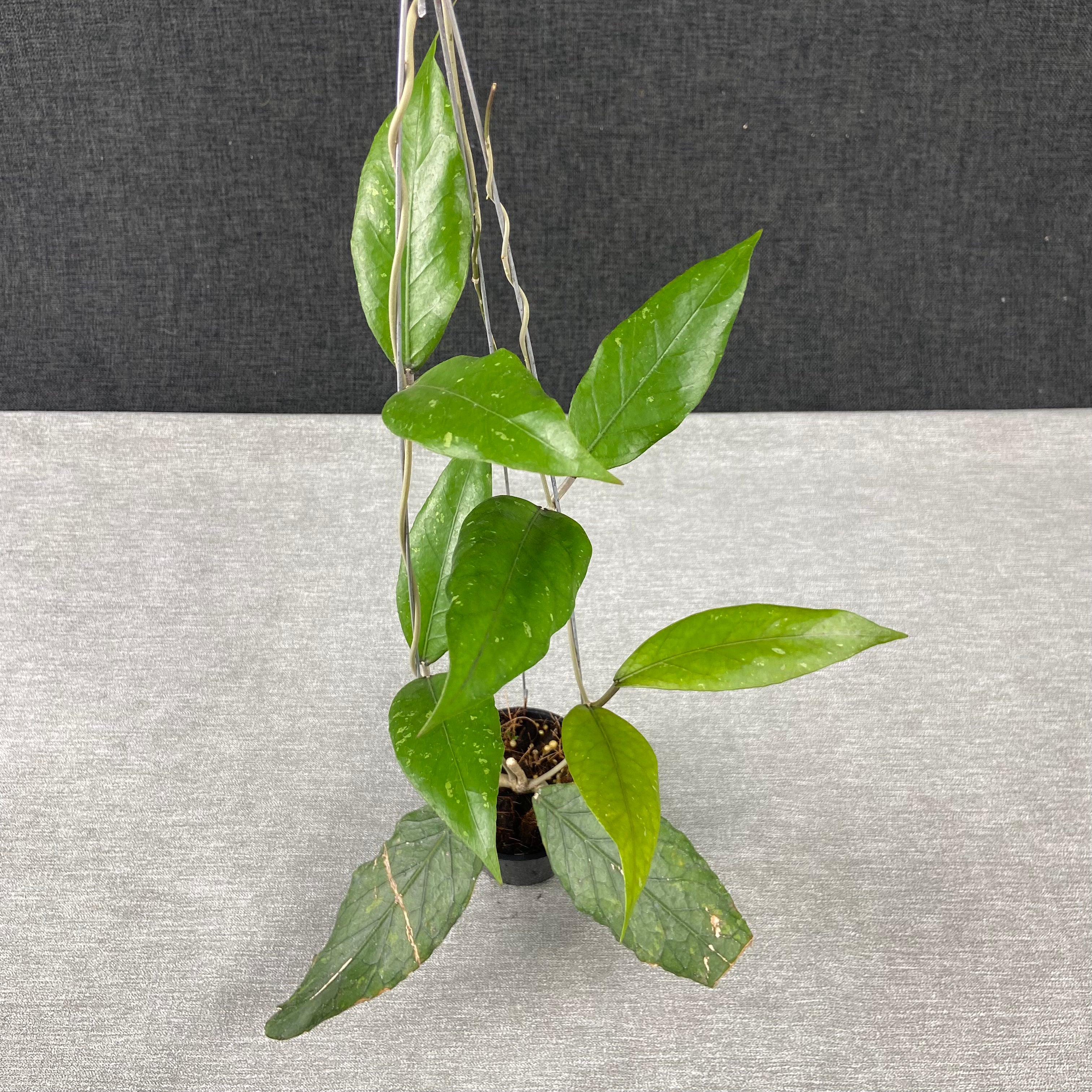 RP50-9 Hoya SP Aceh Wilam