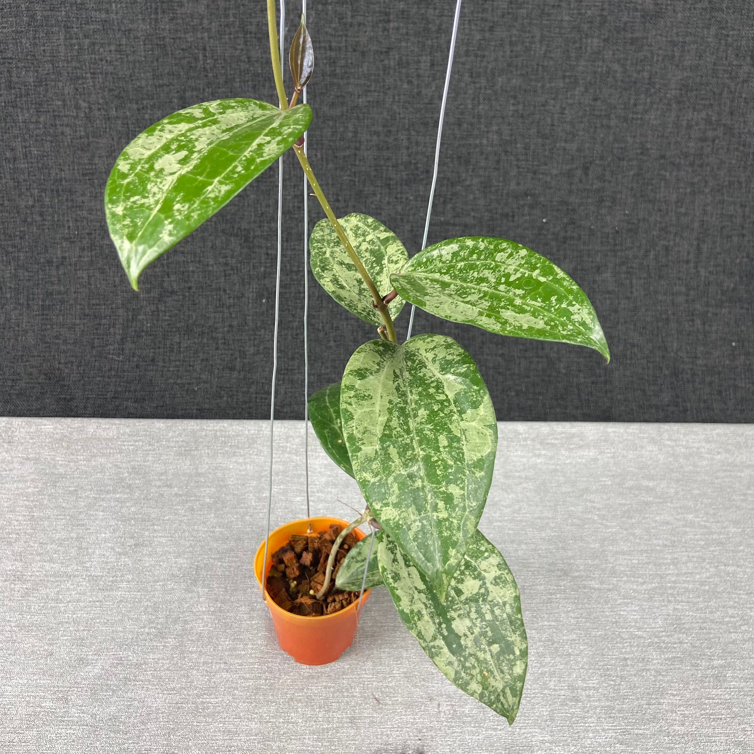 RP54-9 Hoya Latifolia High Splash