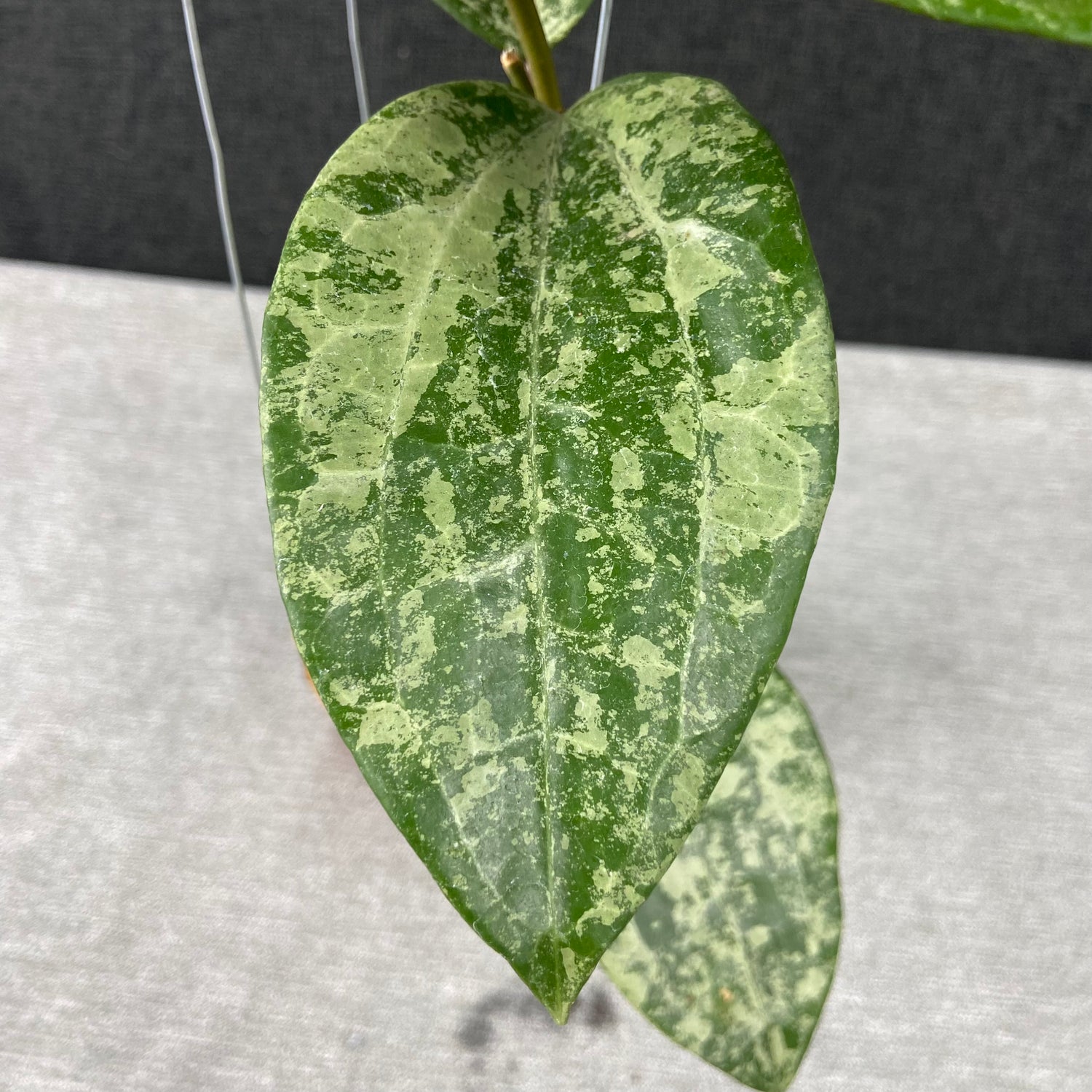 RP54-9 Hoya Latifolia High Splash