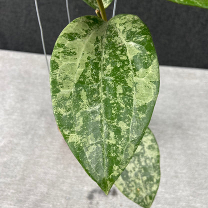 RP54-9 Hoya Latifolia High Splash