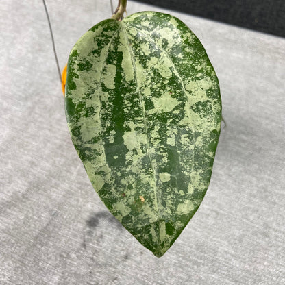 RP54-9 Hoya Latifolia High Splash