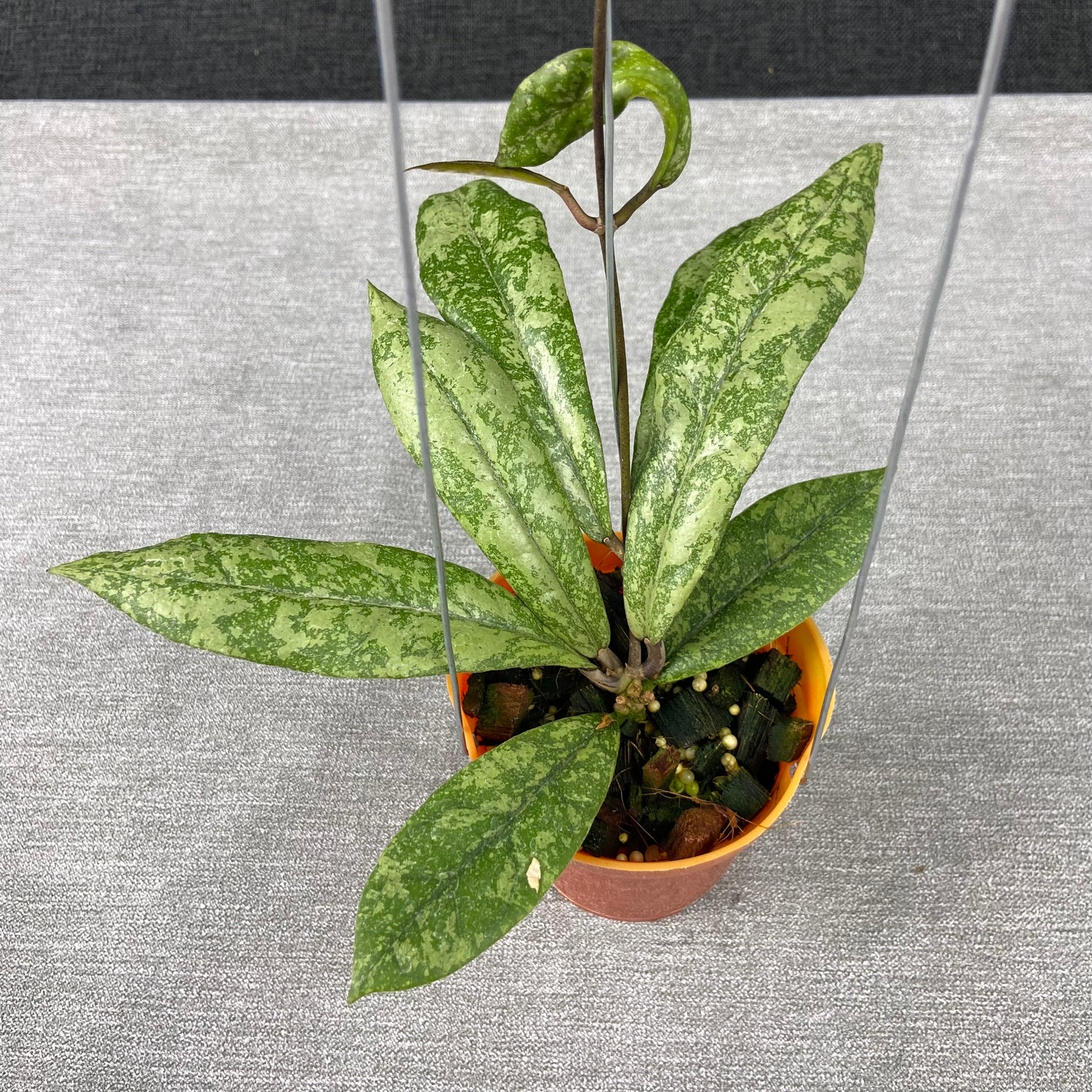 RP56-9 Hoya Finlaysonii Silver New Type